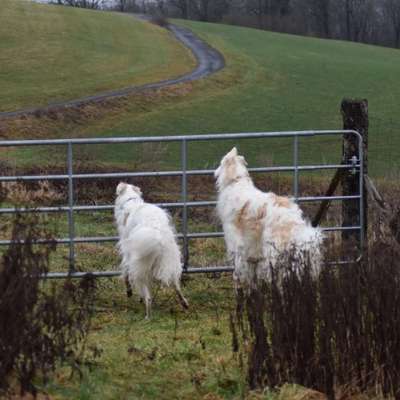 Windhunde - Treffen der besonderen Schönheiten
HERZLICH WILLKOMMEN-Beitrag-Bild