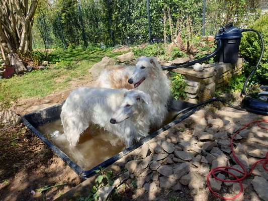 Gibt es auch Windhunde die nicht Wasserscheu sind?-Beitrag-Bild