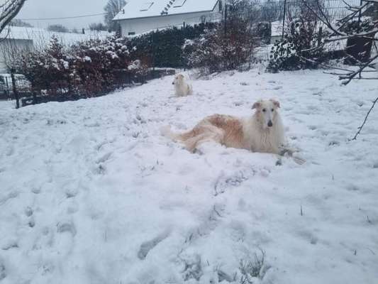 Windhunde - Treffen der besonderen Schönheiten
HERZLICH WILLKOMMEN-Beitrag-Bild