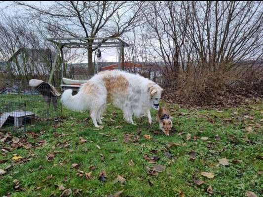 Windhunde - Treffen der besonderen Schönheiten
HERZLICH WILLKOMMEN-Beitrag-Bild