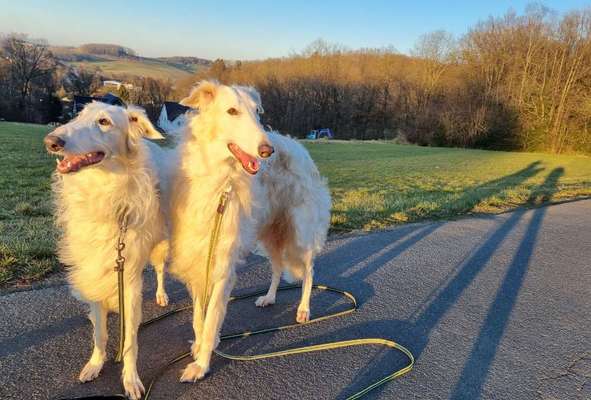 Windhunde - Treffen der besonderen Schönheiten
HERZLICH WILLKOMMEN-Beitrag-Bild