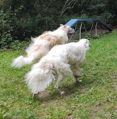 Windhunde - Treffen der besonderen Schönheiten
HERZLICH WILLKOMMEN-Beitrag-Bild