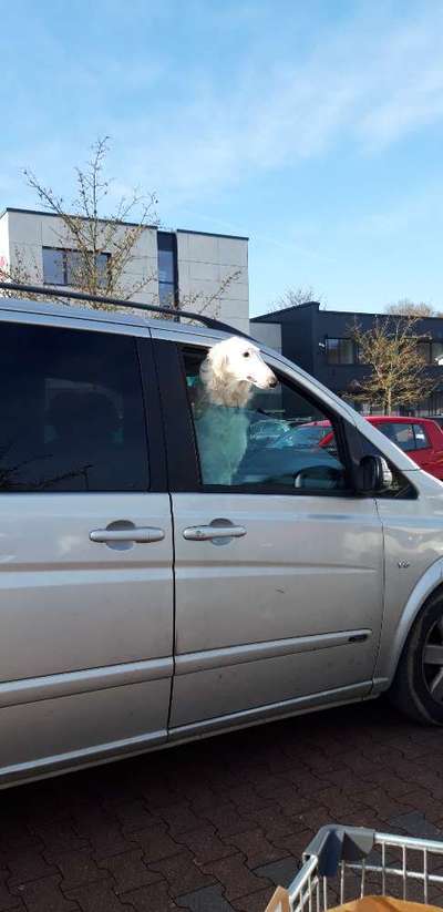 FOTOCHALLENGE 70 - Dein Hund im Auto-Beitrag-Bild