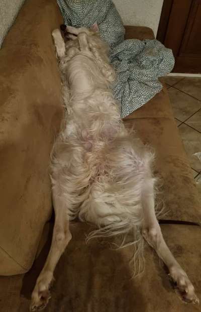 Windhunde - Treffen der besonderen Schönheiten
HERZLICH WILLKOMMEN-Beitrag-Bild