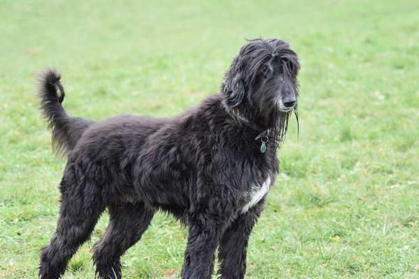 Gibt es noch mehr Afghanen Halter in diesem Forum?-Beitrag-Bild