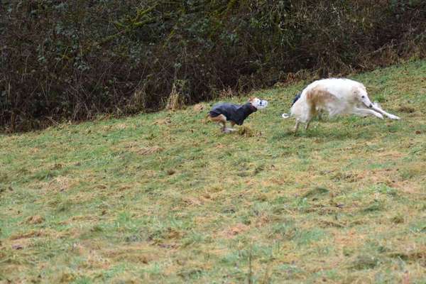 Windhunde - Treffen der besonderen Schönheiten
HERZLICH WILLKOMMEN-Beitrag-Bild