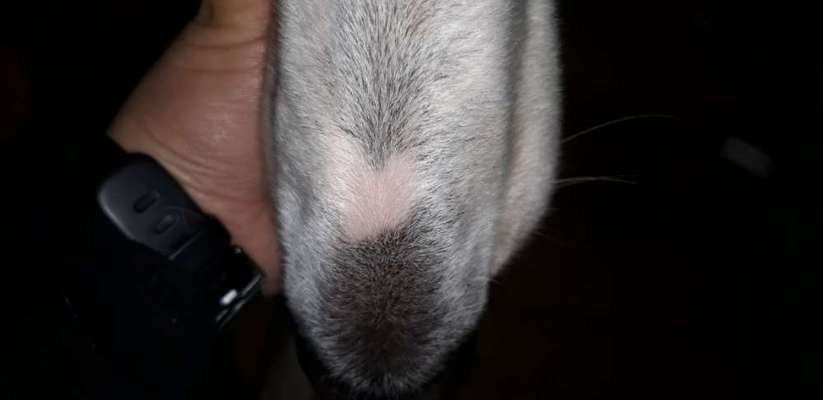 Windhunde - Treffen der besonderen Schönheiten
HERZLICH WILLKOMMEN-Beitrag-Bild