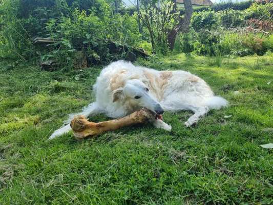 Windhunde - Treffen der besonderen Schönheiten
HERZLICH WILLKOMMEN-Beitrag-Bild