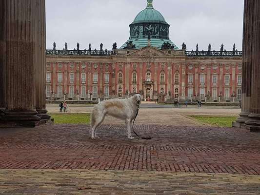 Challenge 41 - Mein Hund im Urlaub-Beitrag-Bild