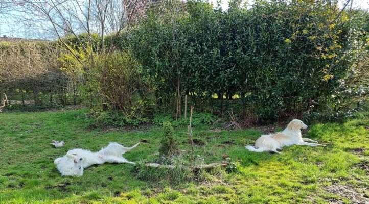 Windhunde - Treffen der besonderen Schönheiten
HERZLICH WILLKOMMEN-Beitrag-Bild