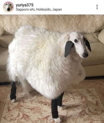 Windhunde - Treffen der besonderen Schönheiten
HERZLICH WILLKOMMEN-Beitrag-Bild