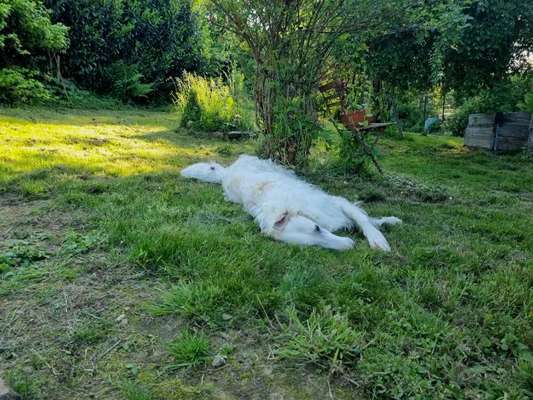 Windhunde - Treffen der besonderen Schönheiten
HERZLICH WILLKOMMEN-Beitrag-Bild