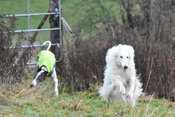 Windhunde - Treffen der besonderen Schönheiten
HERZLICH WILLKOMMEN-Beitrag-Bild