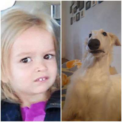 Hier ist der Spaßthread. Zum Schmunzeln und Kaputtlachen-Beitrag-Bild