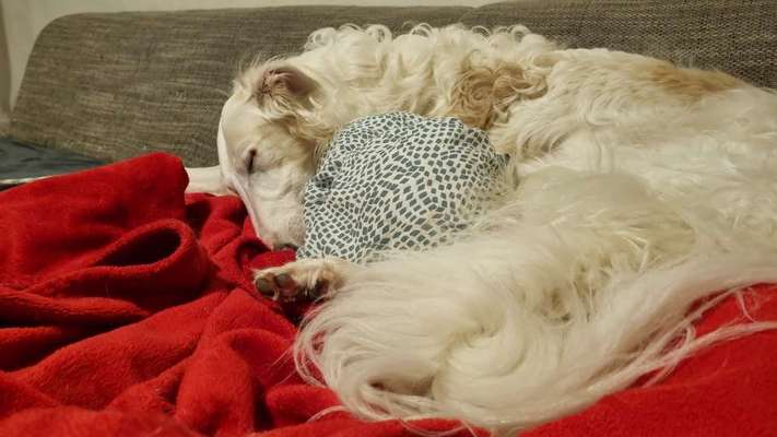 Windhunde - Treffen der besonderen Schönheiten
HERZLICH WILLKOMMEN-Beitrag-Bild