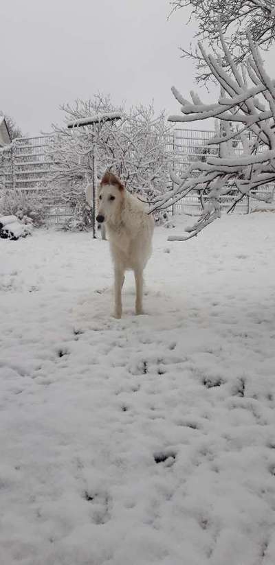 Welpenfotos-Beitrag-Bild