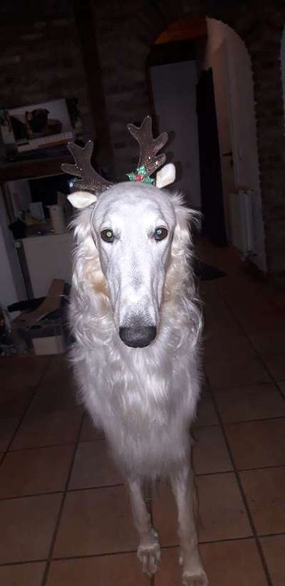 33. Handy Foto Challenge - Verkleidung deines Hundes-Beitrag-Bild