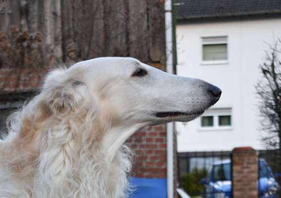 Windhunde - Treffen der besonderen Schönheiten
HERZLICH WILLKOMMEN-Beitrag-Bild