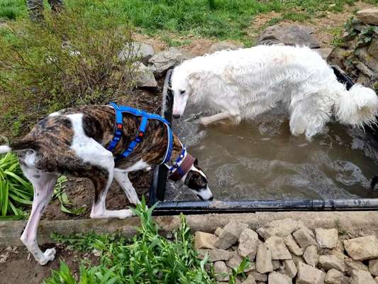 Windhunde - Treffen der besonderen Schönheiten
HERZLICH WILLKOMMEN-Beitrag-Bild