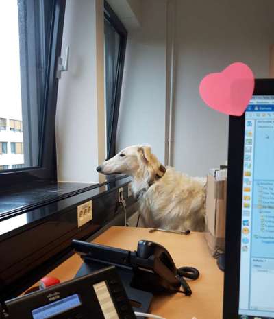 Bürohunde-Beitrag-Bild