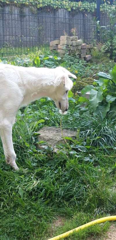 Windhunde - Treffen der besonderen Schönheiten
HERZLICH WILLKOMMEN-Beitrag-Bild