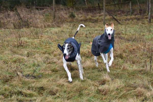 Windhunde - Treffen der besonderen Schönheiten
HERZLICH WILLKOMMEN-Beitrag-Bild