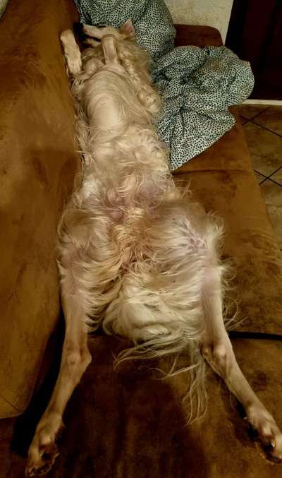 Windhunde - Treffen der besonderen Schönheiten
HERZLICH WILLKOMMEN-Beitrag-Bild