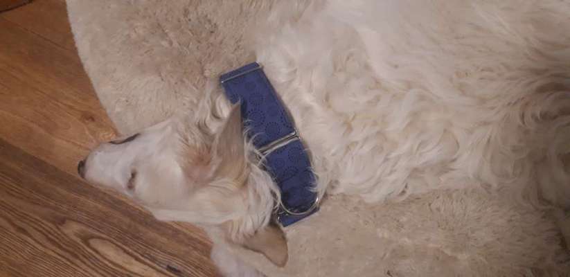 Windhunde - Treffen der besonderen Schönheiten
HERZLICH WILLKOMMEN-Beitrag-Bild