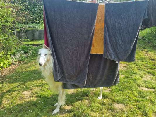 Windhunde - Treffen der besonderen Schönheiten
HERZLICH WILLKOMMEN-Beitrag-Bild