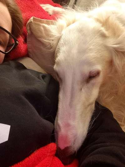 Windhunde - Treffen der besonderen Schönheiten
HERZLICH WILLKOMMEN-Beitrag-Bild