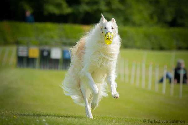 Windhunde - Treffen der besonderen Schönheiten
HERZLICH WILLKOMMEN-Beitrag-Bild