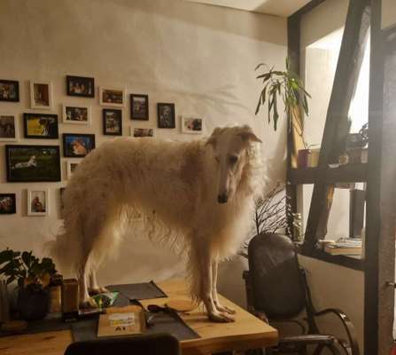 Windhunde - Treffen der besonderen Schönheiten
HERZLICH WILLKOMMEN-Beitrag-Bild