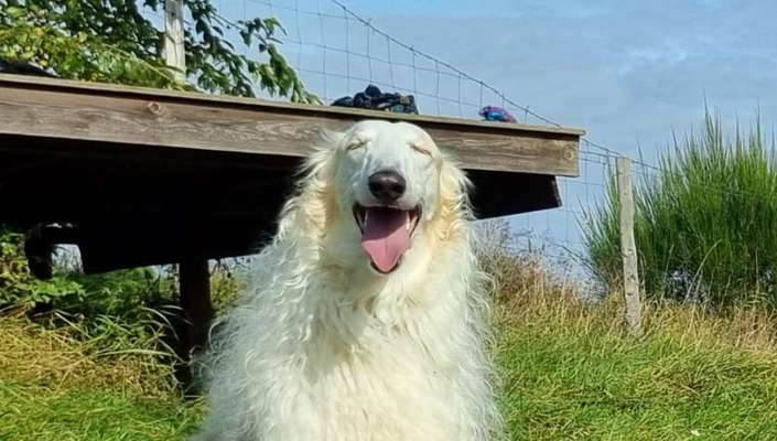 Fotochallenge Nr. 59 - Mein Hund zeigt die Zunge-Beitrag-Bild