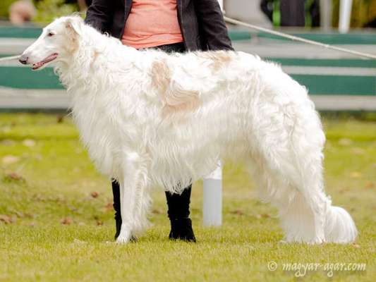 Reinrassige Hunde?-Beitrag-Bild