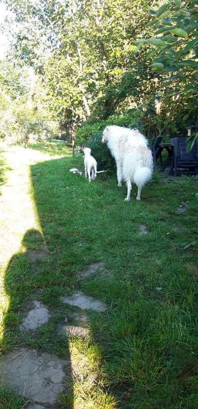 Dogorama Photo Challenge - Gegensätze-Beitrag-Bild