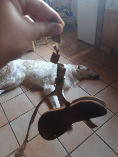 Geschreddert!-Beitrag-Bild