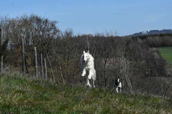Windhunde - Treffen der besonderen Schönheiten
HERZLICH WILLKOMMEN-Beitrag-Bild