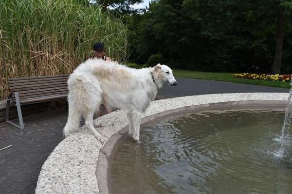 Gibt es auch Windhunde die nicht Wasserscheu sind?-Beitrag-Bild