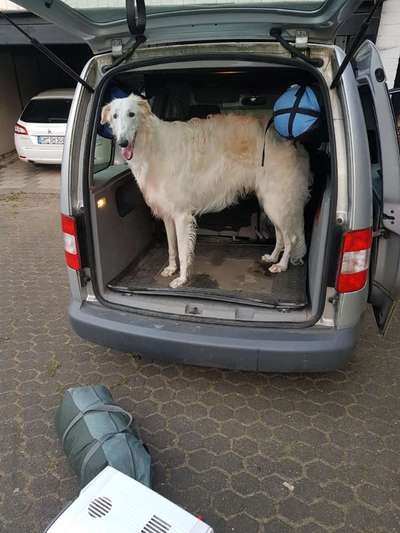 FOTOCHALLENGE 70 - Dein Hund im Auto-Beitrag-Bild