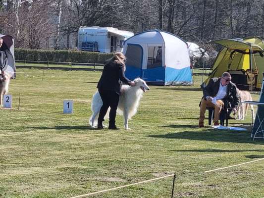 Windhunde - Treffen der besonderen Schönheiten
HERZLICH WILLKOMMEN-Beitrag-Bild