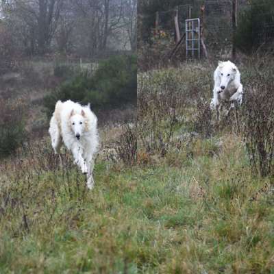 Die Dogorama Wochen Challenge-Beitrag-Bild