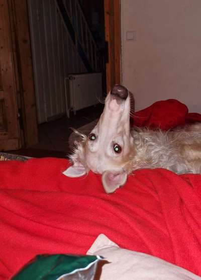 Windhunde - Treffen der besonderen Schönheiten
HERZLICH WILLKOMMEN-Beitrag-Bild