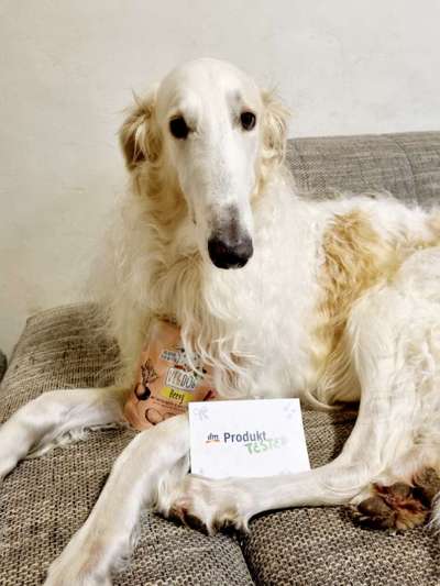 Windhunde - Treffen der besonderen Schönheiten
HERZLICH WILLKOMMEN-Beitrag-Bild