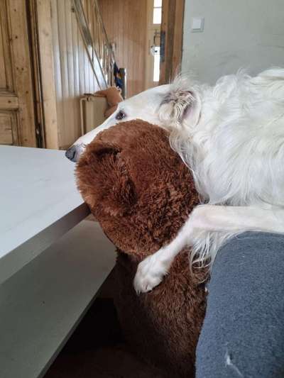 Windhunde - Treffen der besonderen Schönheiten
HERZLICH WILLKOMMEN-Beitrag-Bild