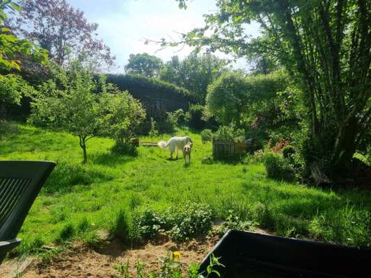 Windhunde - Treffen der besonderen Schönheiten
HERZLICH WILLKOMMEN-Beitrag-Bild