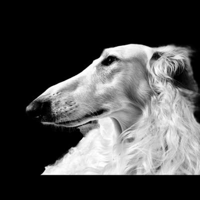 Foto-Challenge 76: Foto in Schwarz-Weiss-Beitrag-Bild