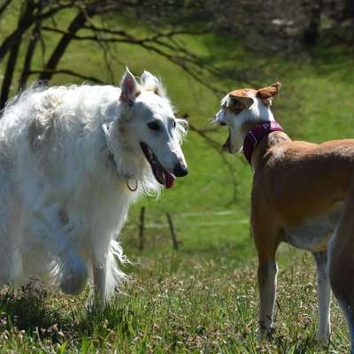 Windhunde - Treffen der besonderen Schönheiten
HERZLICH WILLKOMMEN-Beitrag-Bild