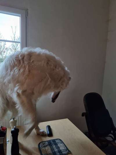 Windhunde - Treffen der besonderen Schönheiten
HERZLICH WILLKOMMEN-Beitrag-Bild