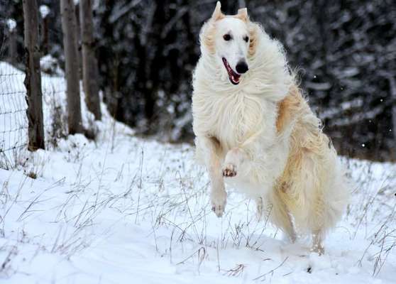 Die Dogorama Kalender Challenge Teil 2/4-Beitrag-Bild