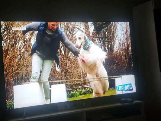 Windhunde - Treffen der besonderen Schönheiten
HERZLICH WILLKOMMEN-Beitrag-Bild